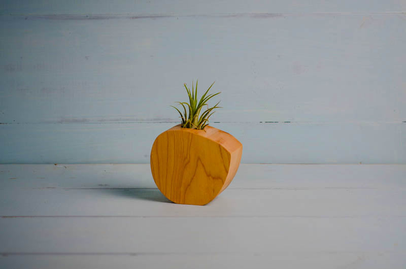 Little Air Plant Holder