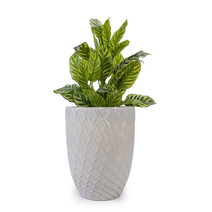 Ceramic Flowerpot, Modern Planter for Patio, Garden, Windowsill - White