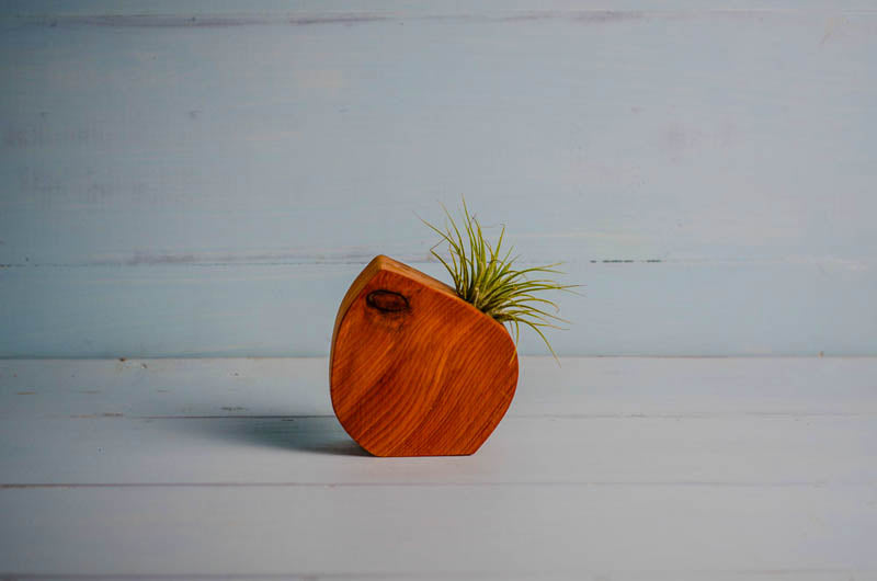 Little Air Plant Holder