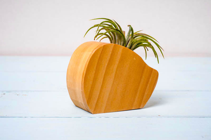 Little Air Plant Holder