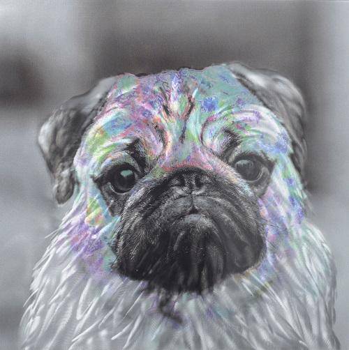 Innocent Pug Metal Wall Art